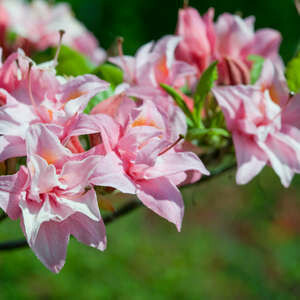 Azalea Electric Lights Dbl Pink