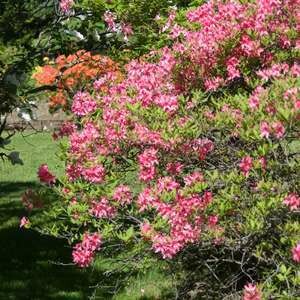 Azalea Rosy Lights #2 Azalea Rosy Lights #2