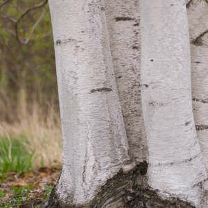Birch Whitespire (1-2 clump) #10