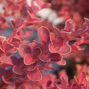 Barberry Toscana #2 & #3
