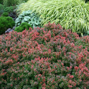 Barberry Admiration#3