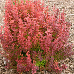 Barberry Orange Rocket #3