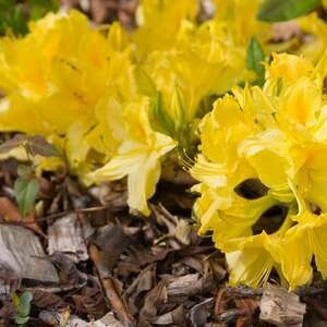 Azalea Lemon Lights #2