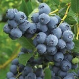 Blueberry Duke #3