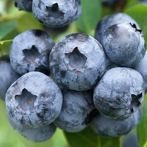 Blueberry Bluecrop #3