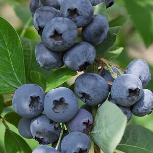 Blueberry Jersey #3