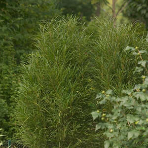 Buckthorn Fineline #5