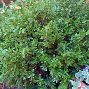 Boxwood Chicagoland #2