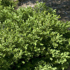 Boxwood Green Velvet #5