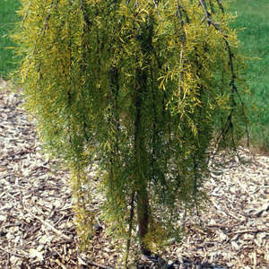 Caragana Walker Weeping #7
