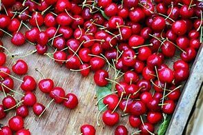 Cherry Sweet Cherry Pie 11/16"