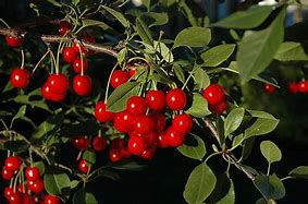 Cherry Evans Bali 11/16"" STD