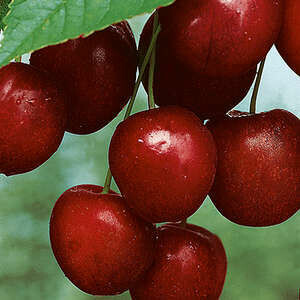 Cherry Mesabi 11/16" STD
