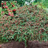 Cotoneaster Cranberry STD #7