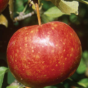 Crabapple Whitney 11/16" STD