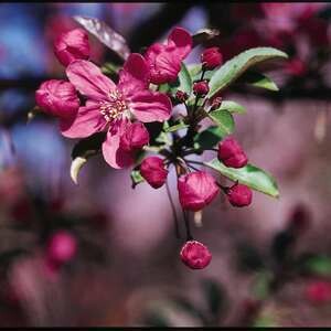 Crabapple Prairie Fire #10