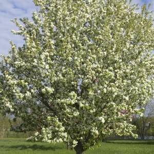 Crabapple Spring Snow #10
