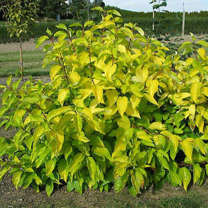 Dogwood Neon Burst #2