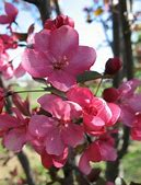 Crabapple Velvet Pillar #10