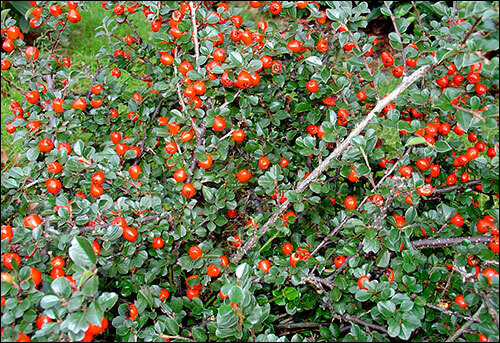 Cotoneaster Cranberry #3