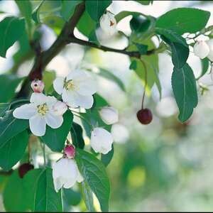 Crabapple Donald Wyman #10