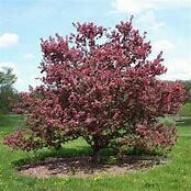 Crabapple Perfect Purple #10