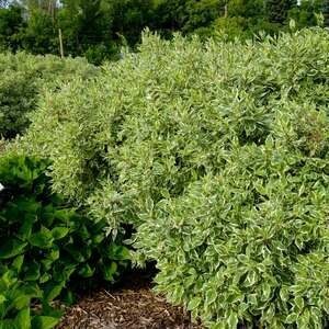 Dogwood Ivory Halo #2