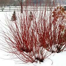 Dogwood Arctic Fire #5
