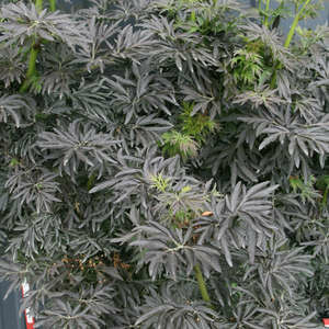 Elderberry Laced Up #2