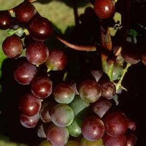Grape Somerset
