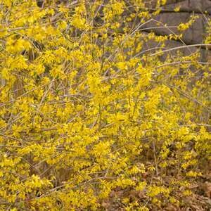 Forsythia Northern Gold #3