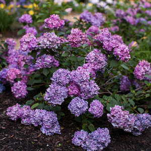 Hydrangea Bloomstruck #2 Bud & Bloom