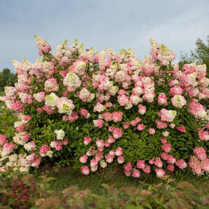 Hydrangea Berry White #2