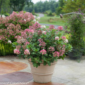 Hydrangea Little Quick Fire #3