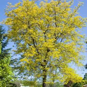 Honeylocust Sunburst #10