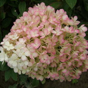 Hydrangea Bobo #2