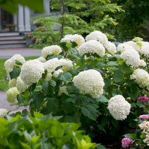 Hydrangea Incrediball #5