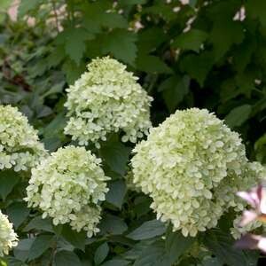 Hydrangea Little Lime #2