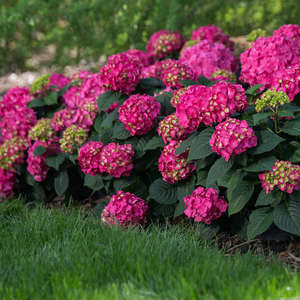 Hydrangea Summer Crush #2 Bud & Bloom