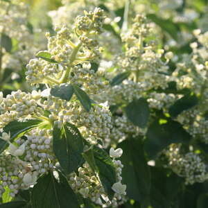 Hydrangea Sweet Summer #3