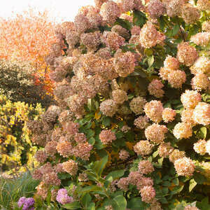 Hydrangea Limelight #5