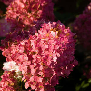 Hydrangea Tree Vanilla Strawberry #7