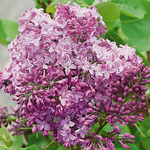 Lilac Declaration #3
