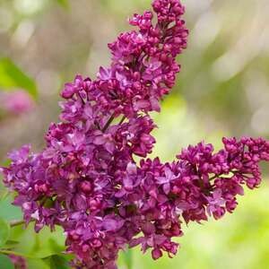 Lilac Charles Jolly #5