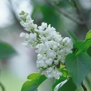 Lilac Common White #5