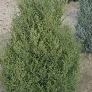 Juniper Spartan #5