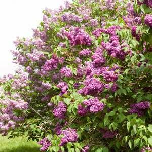 Lilac Monge #3