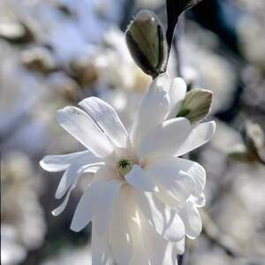 Magnolia Royal Star #3