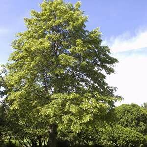 Linden Greenspire #10