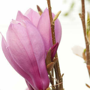 Magnolia Ann #5